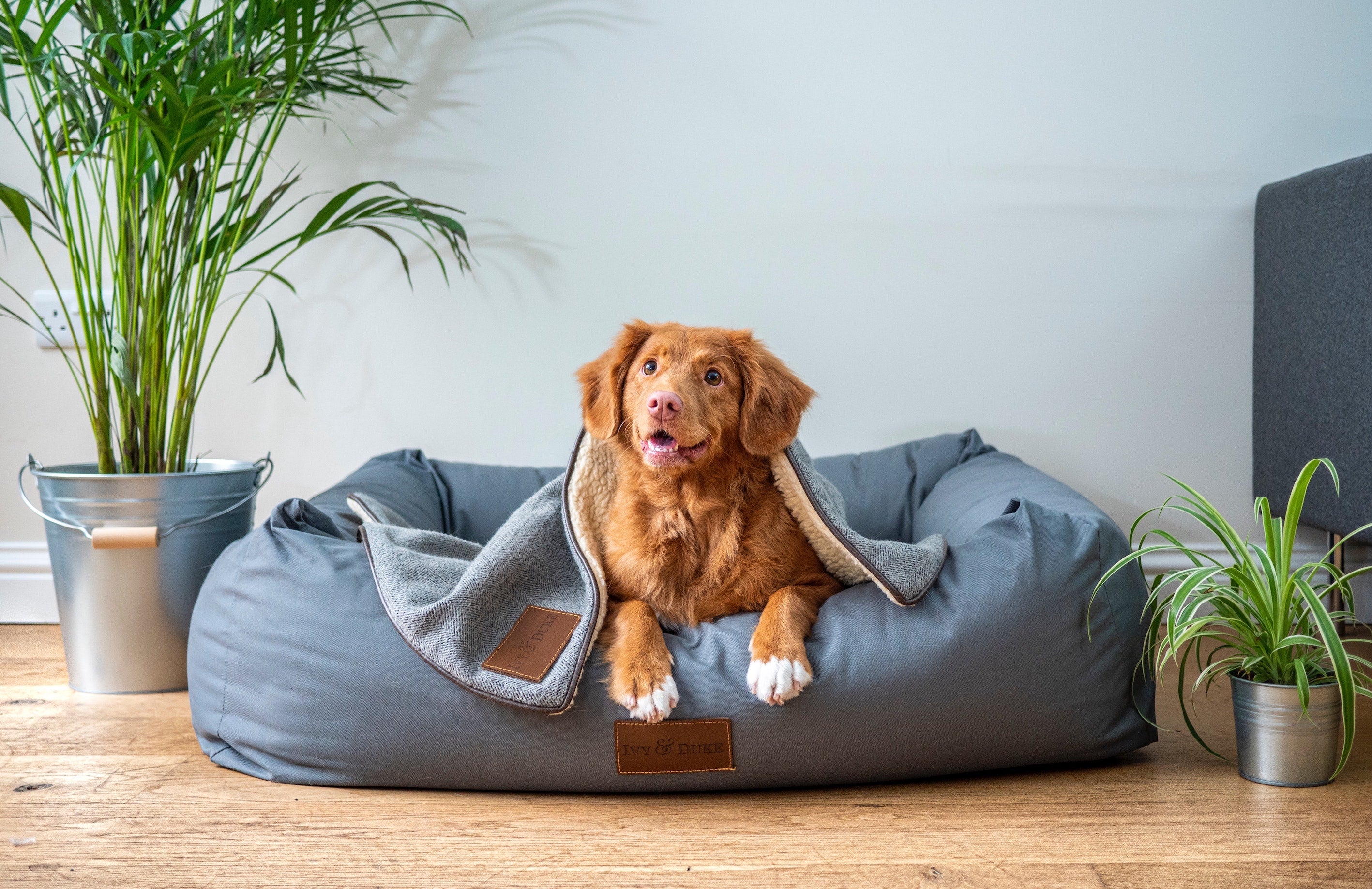 Best dog bed clearance for smelly dogs