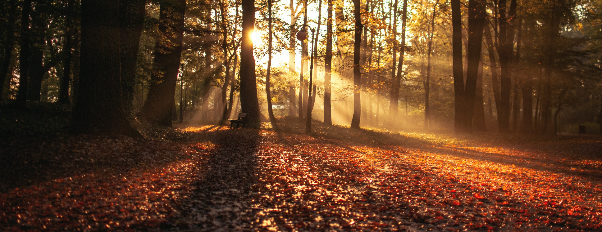 6 Tips for Staying Healthy this Autumn – Purdy & Figg